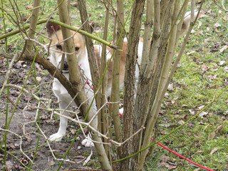 Benni im Garten