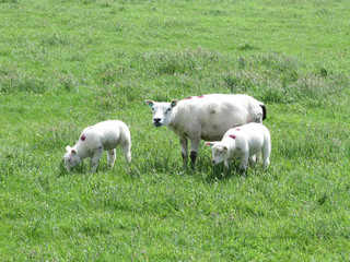Schaf mit 2 Lämmern bei Hollum