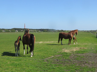 4 Pferde auf der Weide