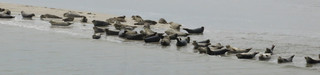 Robben auf der Sandbank bei Hollum