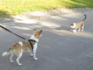 Benni und eine Katze