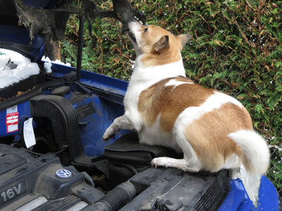 Benni im Motorraum