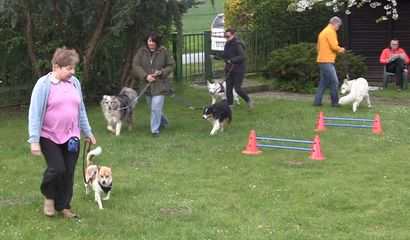 Benni und die anderen Hunde laufen im Kreis.