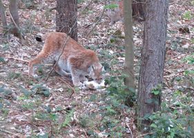 Ein Luchs frisst die Ratten.