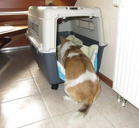 Benni holt Leckerlies aus seiner Hundebox.