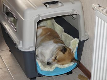 Benni schläft in seiner Hundebox.