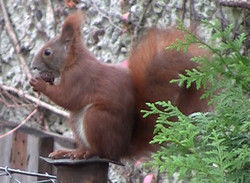 ein zufriedenes Eichhrnchen