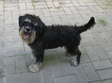 Eico vor dem Frisieren Eico vor dem Frisieren