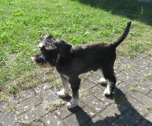 Eico nach dem Frisieren Eico nach dem Frisieren