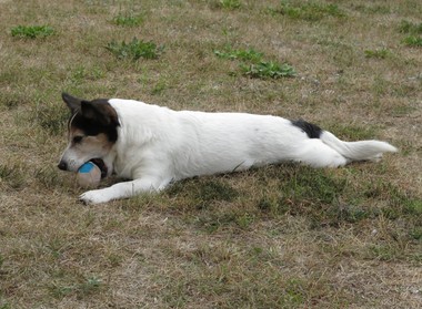 Fluffy spielt mit dem Ball