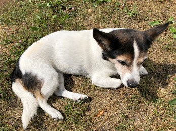 Fluffy liegt im Garten