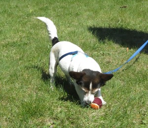 Fluffy spielt mit dem Ball