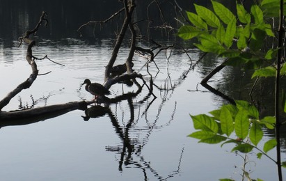 Enten im Teich