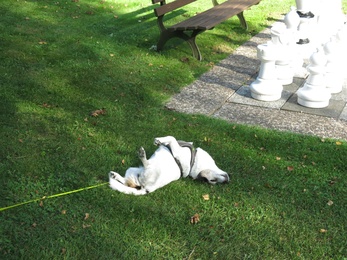 Fluffy im Garten von Haus Wolfsbach