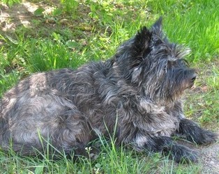 Xenia, der Cairn-Terrier
