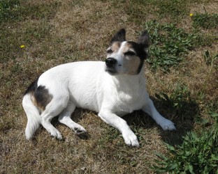 Fluffy, der Jack Russell Terrier