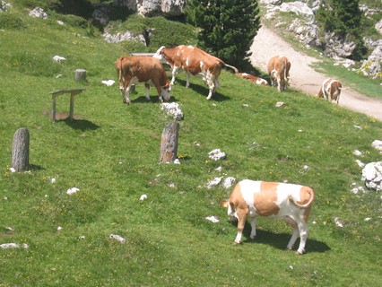 dieselbe Kuh mit ihrer Herde