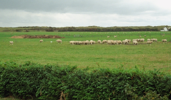 Schafe auf der Weide