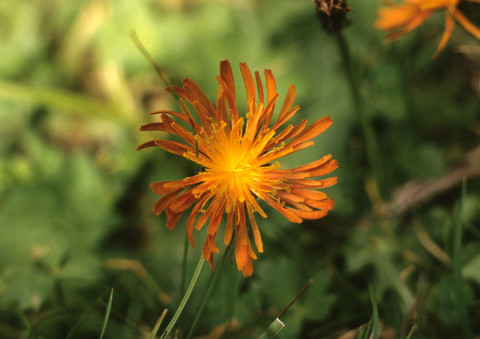 Sonnenstrahlen auf einer Blume