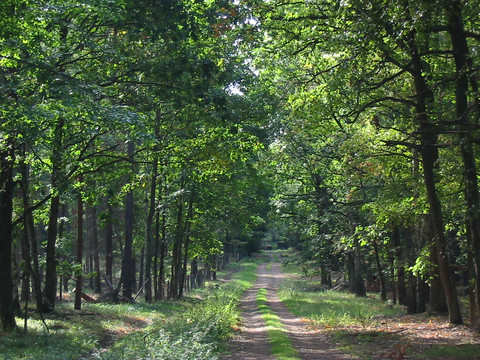 Sonnenstrahlen im Wald