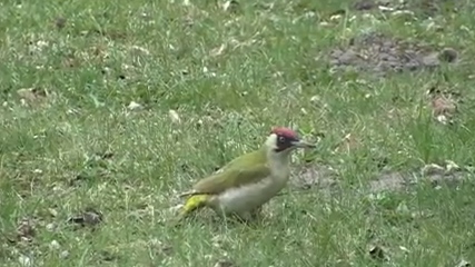 Grnspecht im Garten