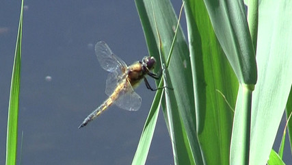 Libelle am Grashalm