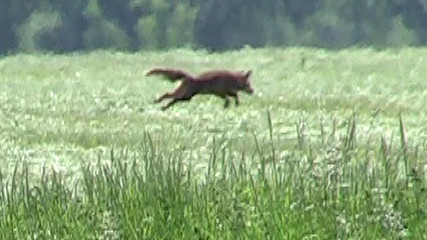 Fuchs springt
