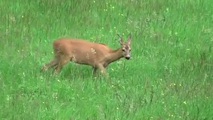 Reh auf der Wiese