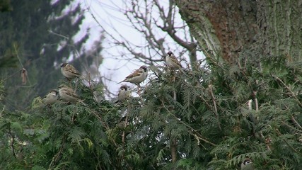 Spatzen in der Hecke