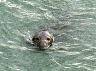 Seehund im Hafen von Howth