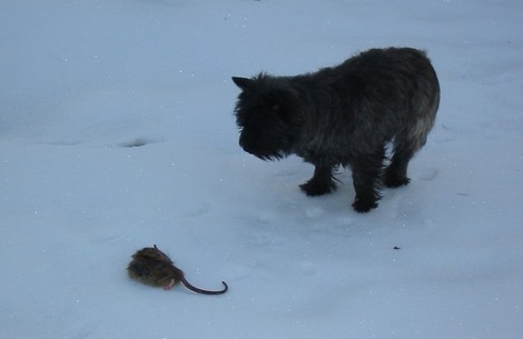 Xenia untersucht die Ratte
