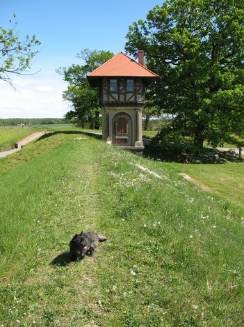 Xenia auf dem Elbdeich