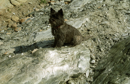 Xenia auf einem Speckstein