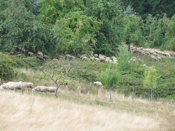 Schafherde bei Frammersbach