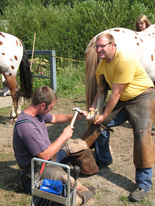 Ein Pferd wird beschlagen