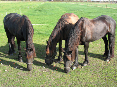 3 Pferde