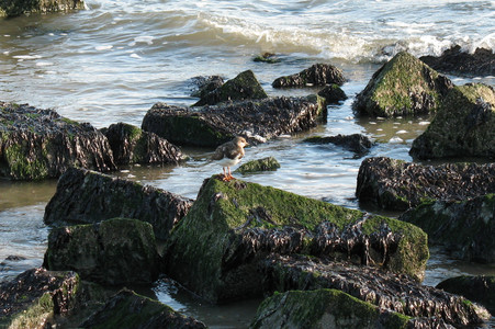 Steinwlzer am Strand