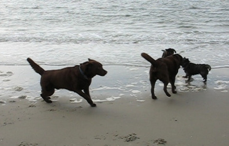 Xenia spielt mit Hunden