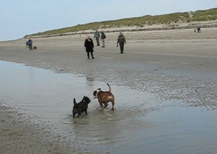 Xenia spielt mit Hunden