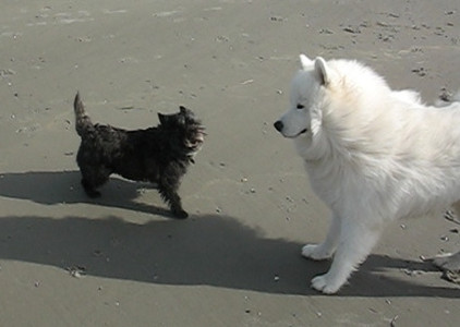 Xenia spielt mit Hunden