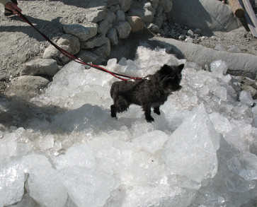 Xenia schleckt am Rhonegletscher