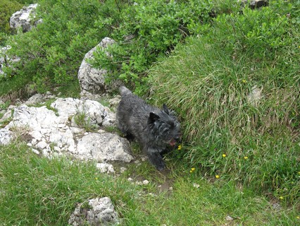 Xenia schnffelt zwischen den Felsen