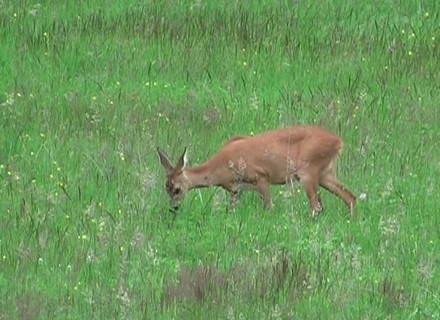 Reh auf der Wiese