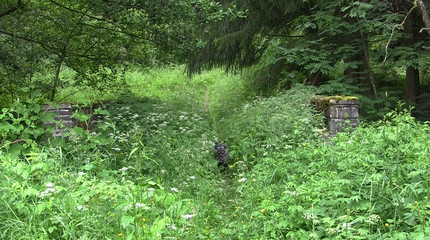 Xenia in einer Waldwildnis