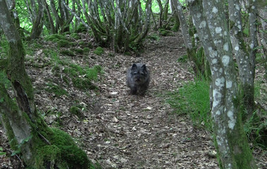 Xenia in einer Waldwildnis