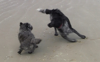 Xenia tobt mit Hunden