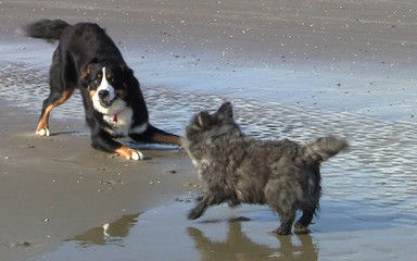 Xenia tobt mit Hunden