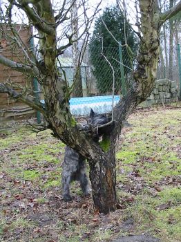 Xenia versucht, auf einen Baum zu klettern