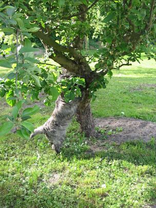 Xenia klettert auf einen Baum