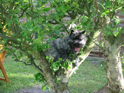 Xenia klettert auf einen Baum